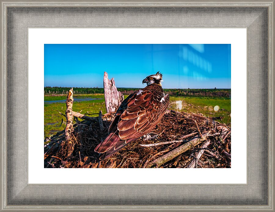 Over SHoulder Fledge 2 Picture Frame Printing