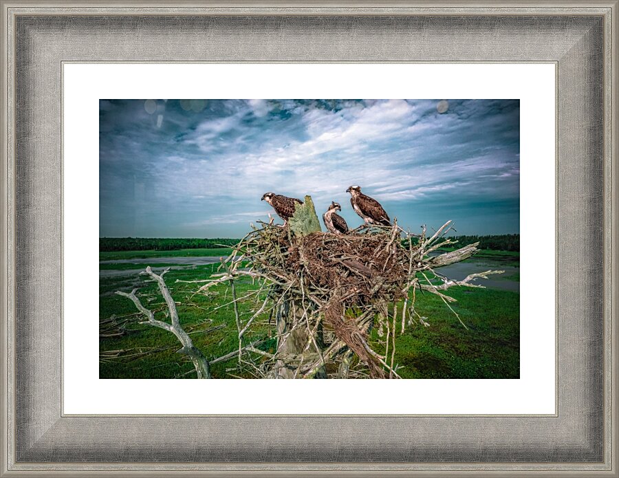 Grit Bird Revised Picture Frame print