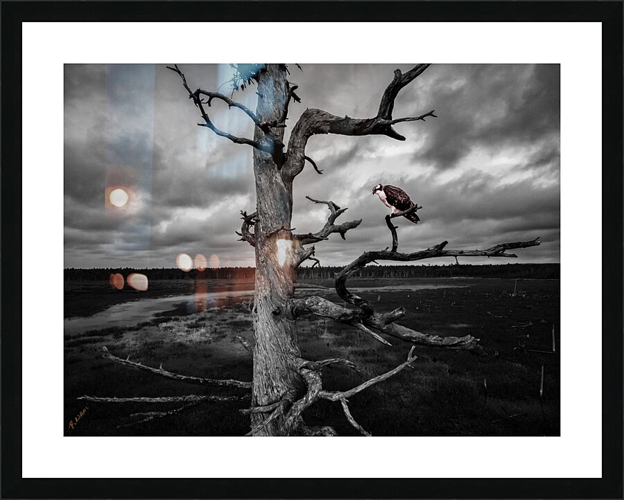 red bird 0251 Picture Frame print