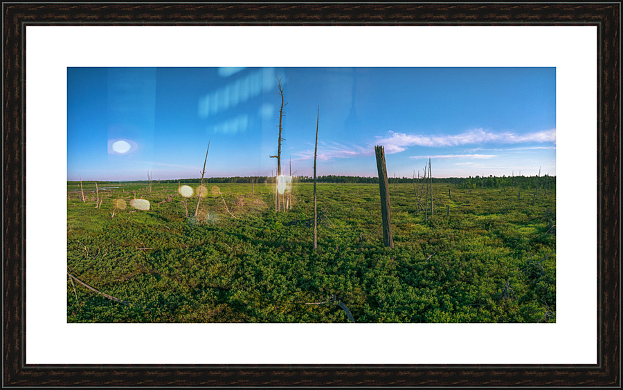 Levasseur Dead Trees 1 Picture Frame print