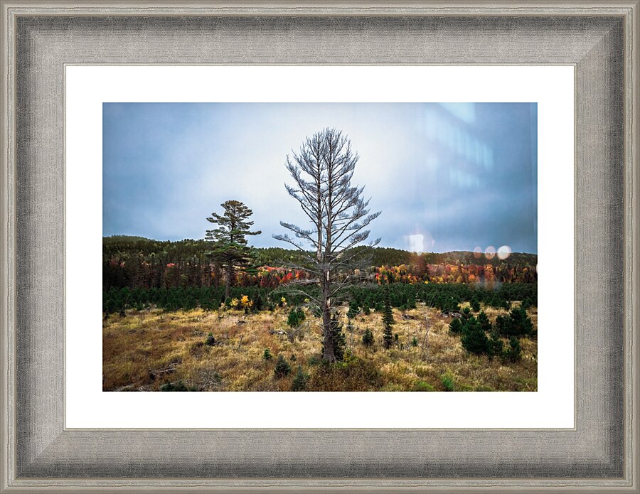 Another Mulligan tree Picture Frame print