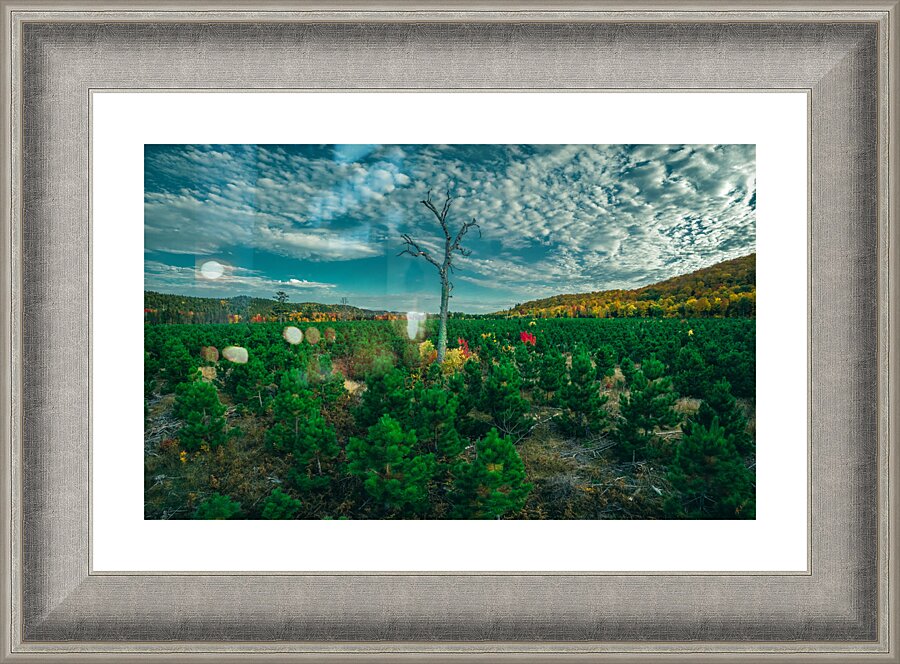 Mulligan Tree Picture Frame print