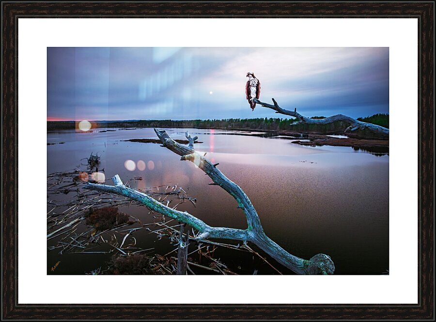 My Bird Picture Frame Printing