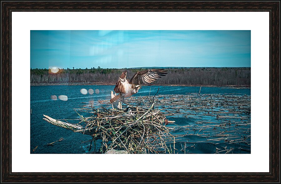 branch bringer Picture Frame Printing