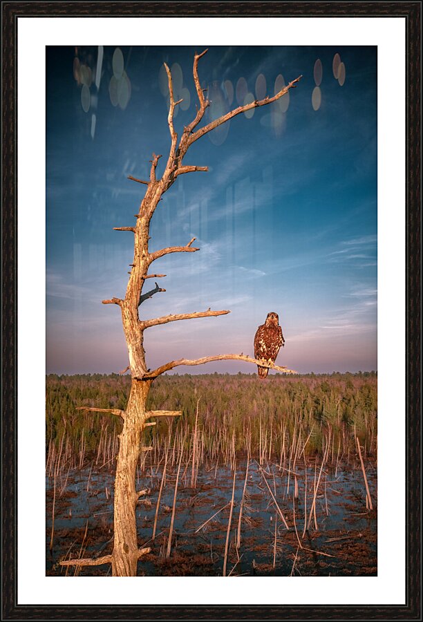 Juvenile Bald Eagle Picture Frame Printing