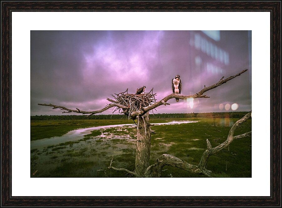 purple bird rev Picture Frame print