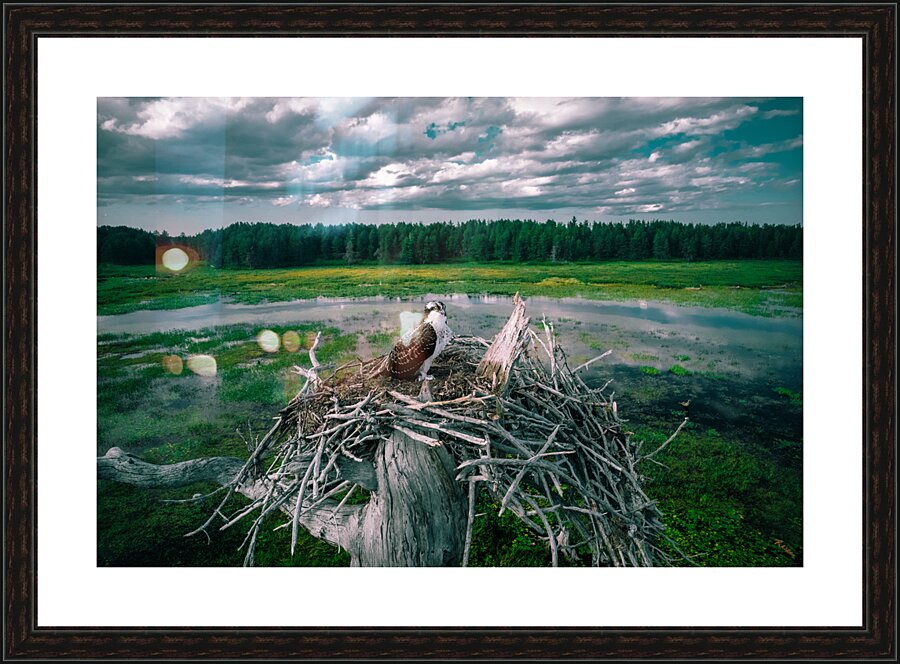 bright bird 0745 Picture Frame print