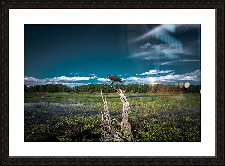 intense bird 0052 Picture Frame print