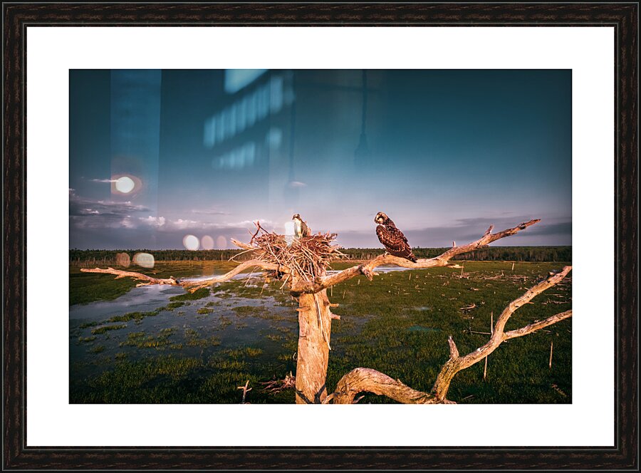 clean bird 0501 Picture Frame print