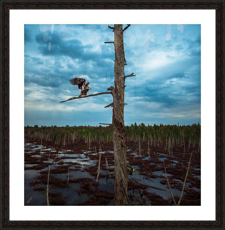 JUvy eagl Picture Frame print