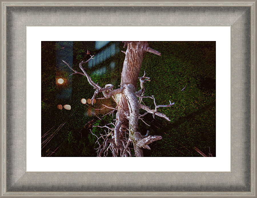 Down on Bird Tree Picture Frame print