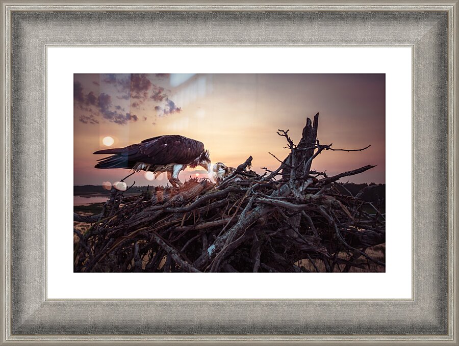 Osprey Sun Fire Picture Frame Printing