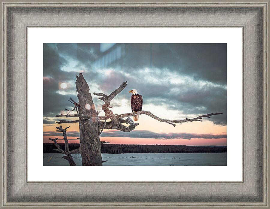 Eagle in Osprey Tree Revised Picture Frame Printing