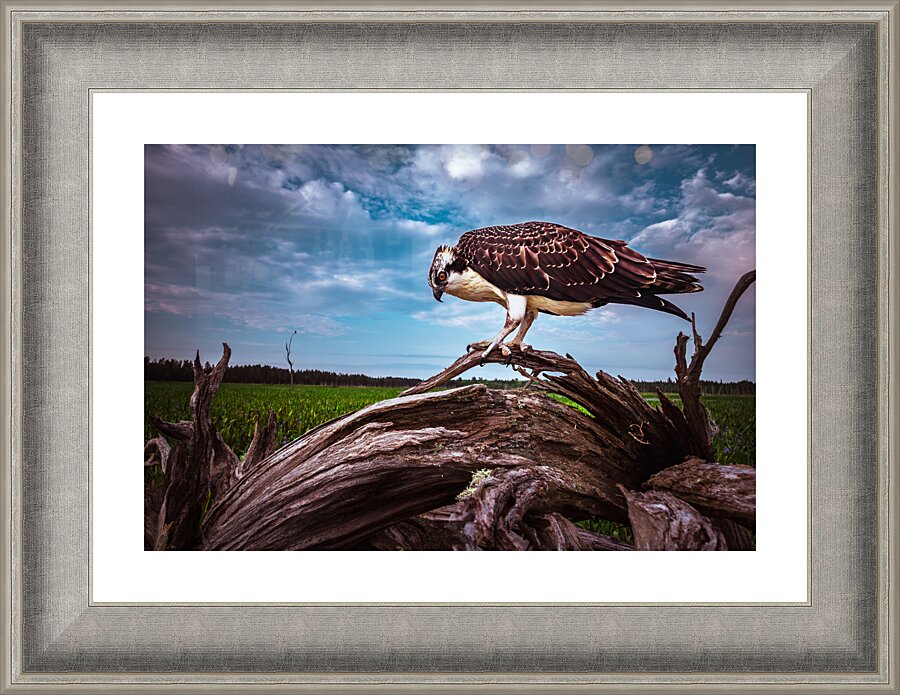 Drift Bird Picture Frame Printing
