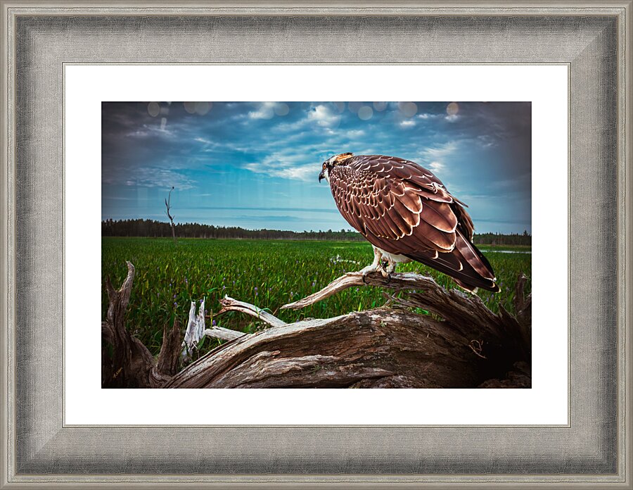 I m Here Pops Picture Frame print