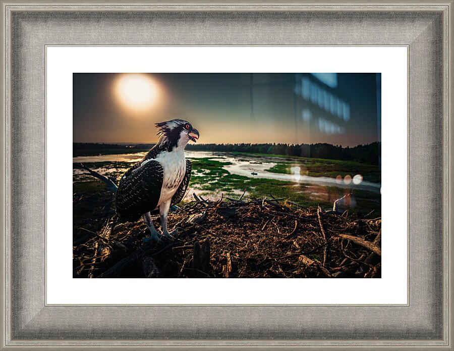Osprey Hunted 2 Picture Frame Printing