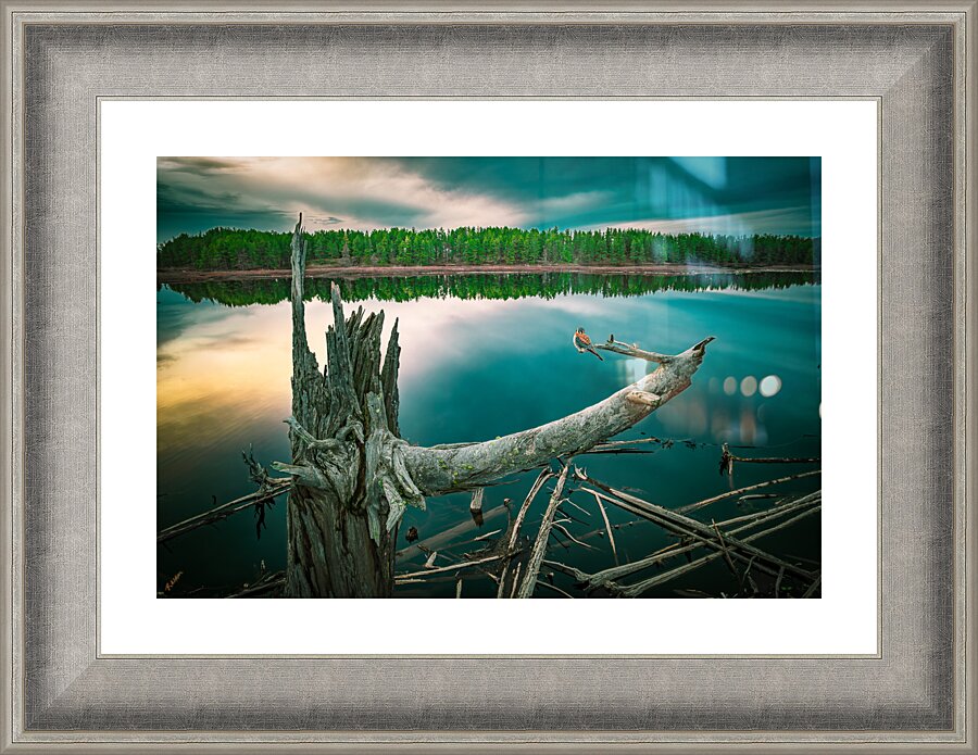 Our Friend Kestrel O.E. Picture Frame Printing