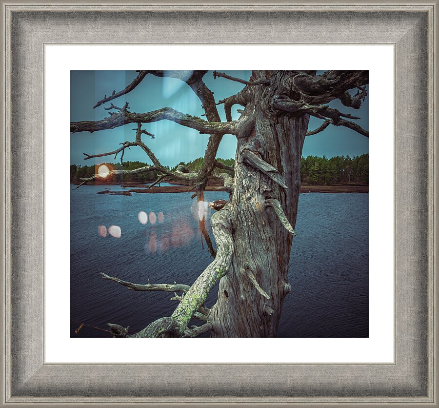 Osprey Peaking Picture Frame Printing