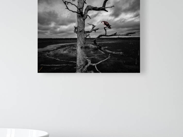 red bird 0251 Reproduction