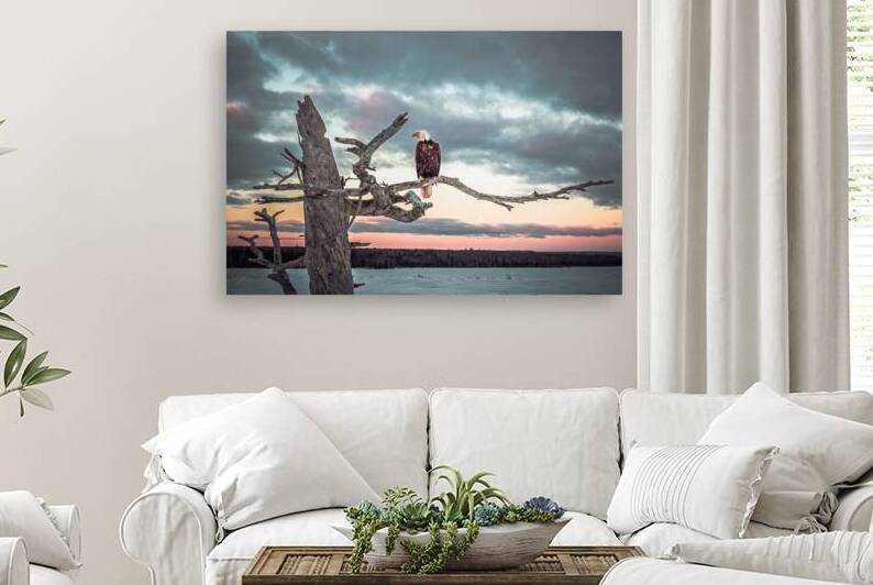 Eagle in Osprey Tree Revised Reproduction