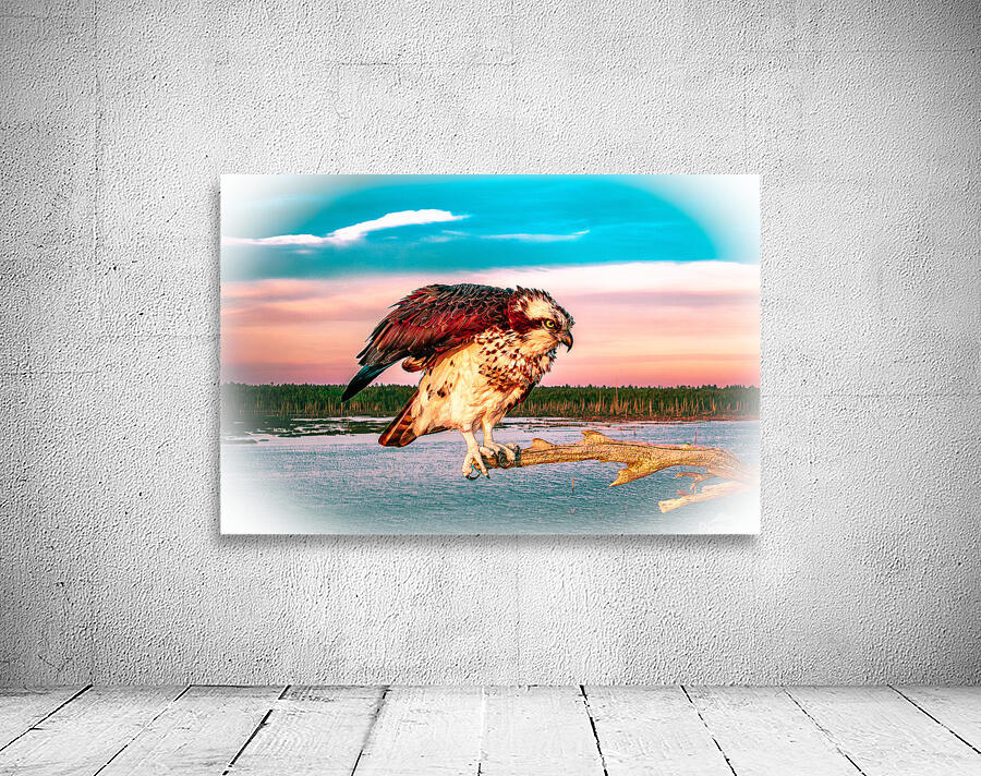 Care a Lot Osprey Wall Preview