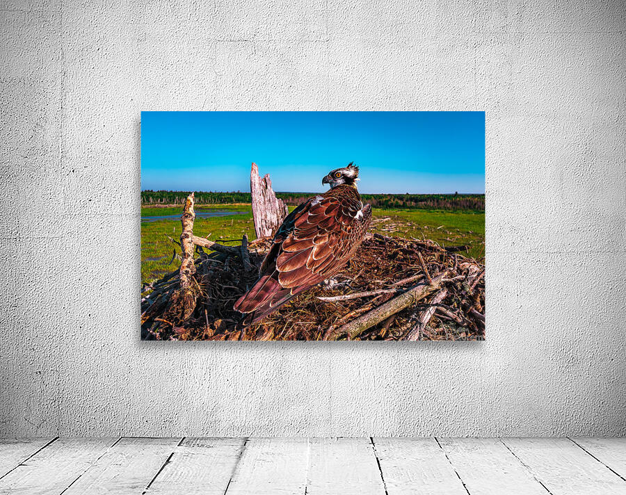 Over SHoulder Fledge 2 Wall Preview