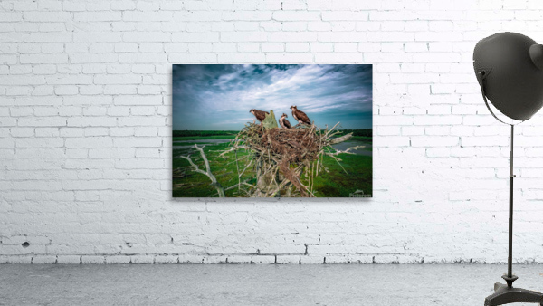 Grit Bird Revised Wall Preview