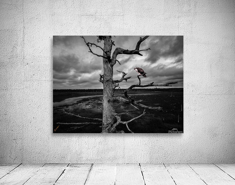 red bird 0251 Wall Preview