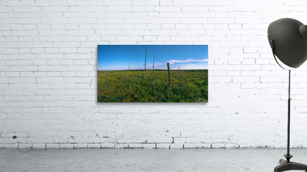 Levasseur Dead Trees 1 Wall Preview
