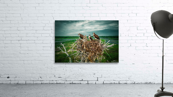 Bird Fam Premium 2 Wall Preview