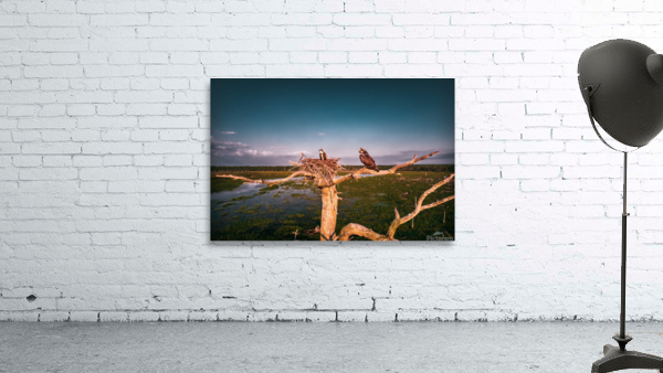 clean bird 0501 Wall Preview