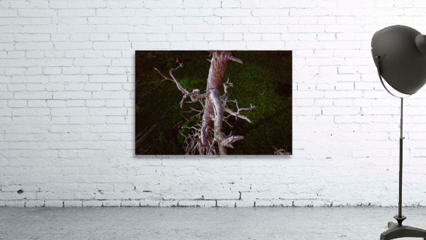 Down on Bird Tree Wall Preview
