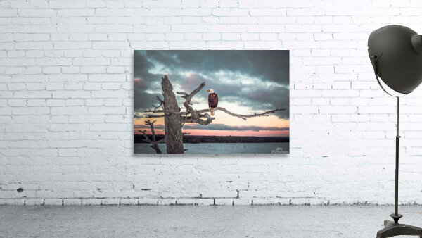 Eagle in Osprey Tree Revised Wall Preview