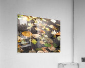 IMG 3734 Acrylic Print