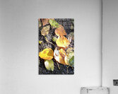 IMG 3740 Acrylic Print