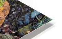 IMG 3740 HD Metal print