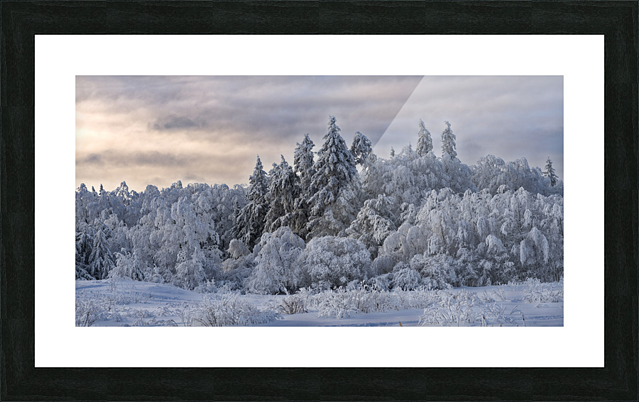 Saskatchewan forest Picture Frame print