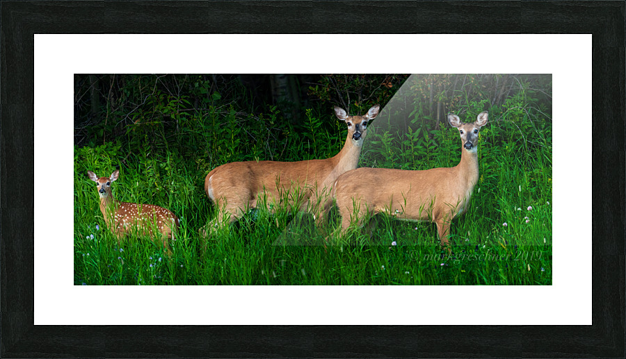 White tail deer Picture Frame print