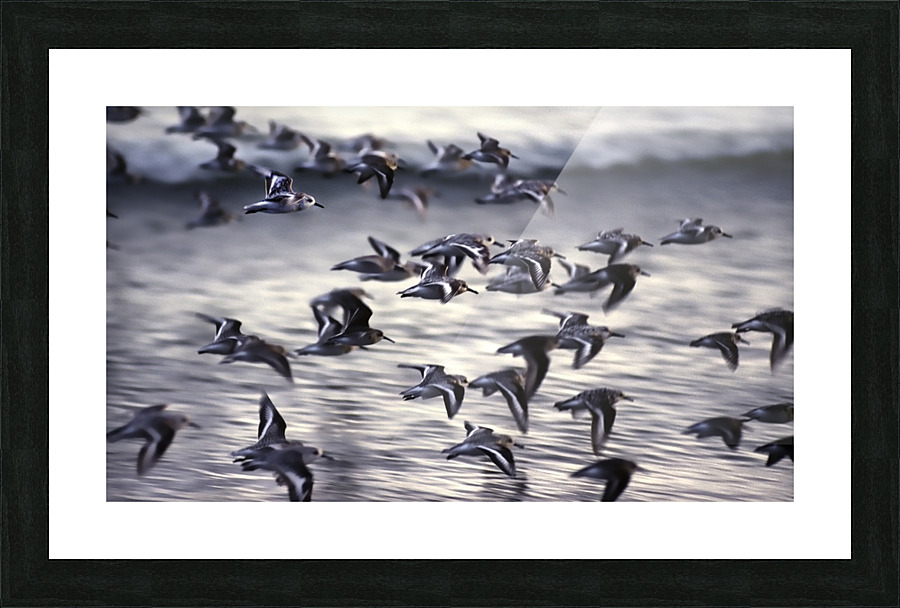 Vancouver Island B.C Picture Frame print