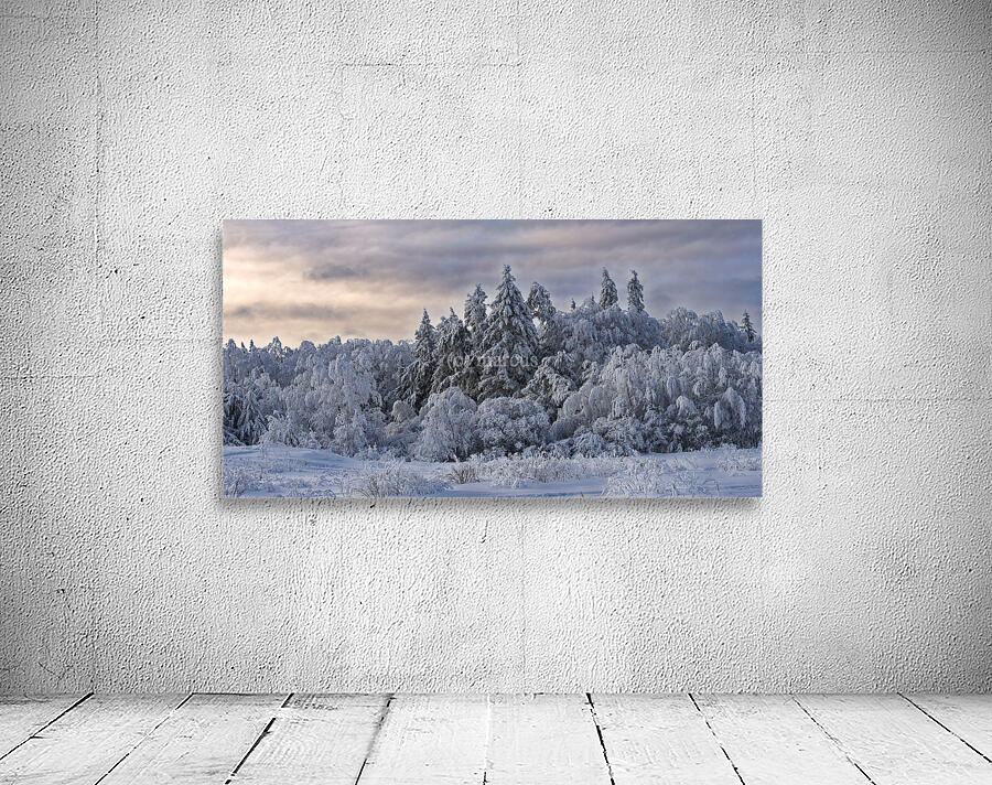 Saskatchewan forest Wall Preview