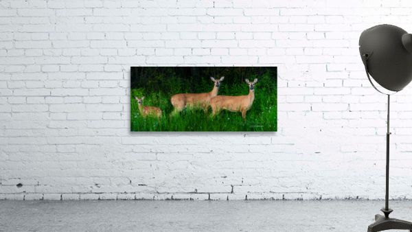 White tail deer Wall Preview