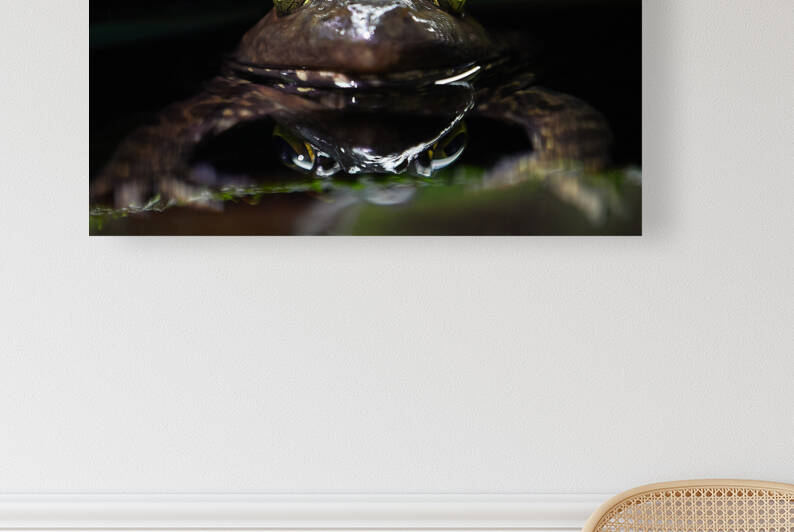 Portrait of a toad by Darius Gossi