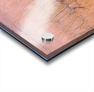 Badlands Cayote Acrylic print