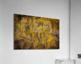 Blue Rocks Kelp Acrylic Print