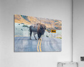 Bison Crossing Acrylic Print
