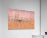 Badlands Cayote Acrylic Print