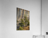 Devils Tower Tree Acrylic Print