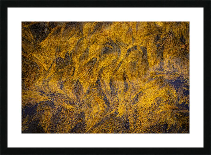 Blue Rocks Kelp Picture Frame print