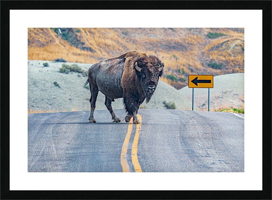 Bison Crossing Picture Frame print