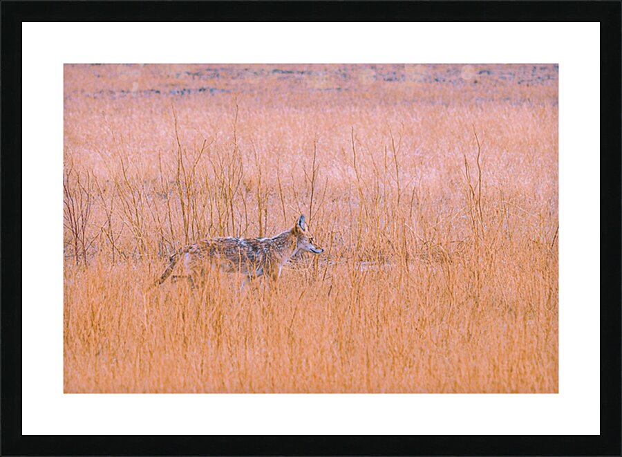 Badlands Cayote Picture Frame print